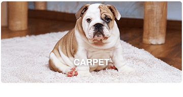 CARPET